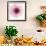 Dahlia (Raspberry)-Steven N^ Meyers-Framed Art Print displayed on a wall