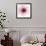 Dahlia (Raspberry)-Steven N^ Meyers-Framed Art Print displayed on a wall