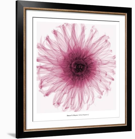 Dahlia (Raspberry)-Steven N^ Meyers-Framed Art Print