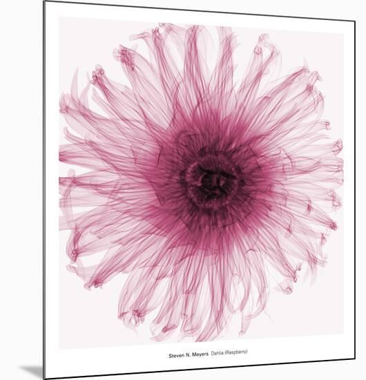 Dahlia (Raspberry)-Steven N^ Meyers-Mounted Art Print