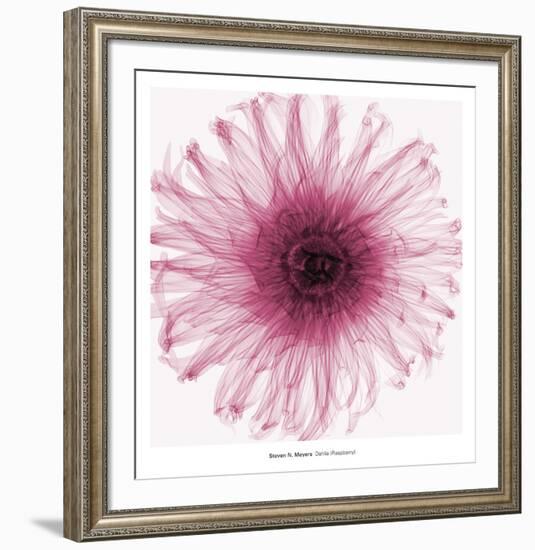 Dahlia (Raspberry)-Steven N^ Meyers-Framed Art Print