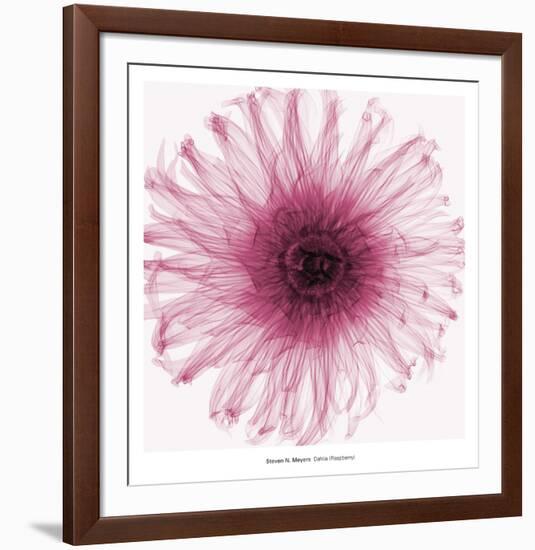 Dahlia (Raspberry)-Steven N^ Meyers-Framed Art Print