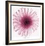 Dahlia (Raspberry)-Steven N^ Meyers-Framed Art Print