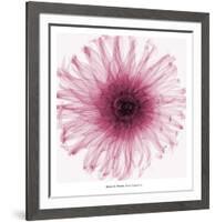 Dahlia (Raspberry)-Steven N^ Meyers-Framed Art Print