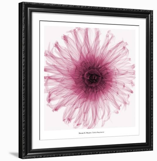 Dahlia (Raspberry)-Steven N^ Meyers-Framed Art Print