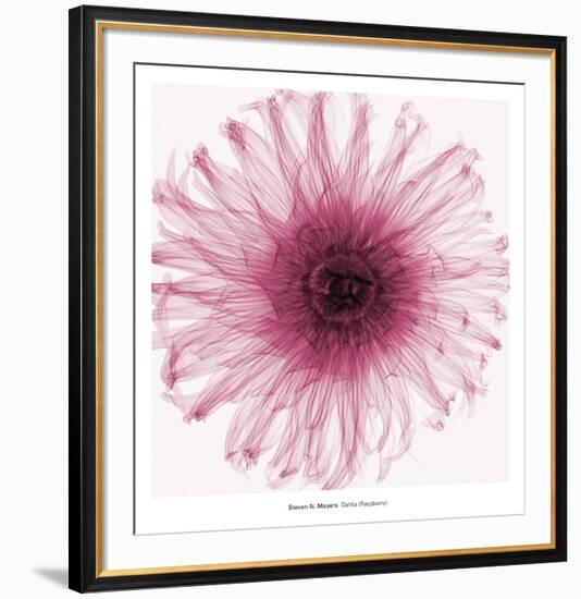 Dahlia (Raspberry)-Steven N^ Meyers-Framed Art Print