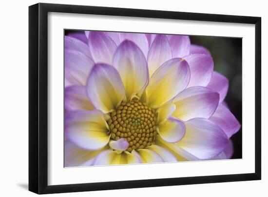 Dahlia 'Rosella'-Maxine Adcock-Framed Photographic Print