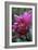 Dahlia 'Rosella'-Maxine Adcock-Framed Photographic Print