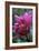 Dahlia 'Rosella'-Maxine Adcock-Framed Photographic Print