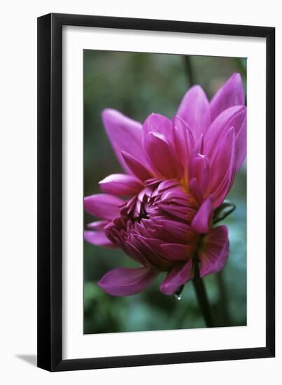 Dahlia 'Rosella'-Maxine Adcock-Framed Photographic Print