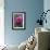 Dahlia 'Rosella'-Maxine Adcock-Framed Photographic Print displayed on a wall