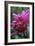 Dahlia 'Rosella'-Maxine Adcock-Framed Photographic Print