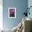 Dahlia 'Rosella'-Maxine Adcock-Framed Photographic Print displayed on a wall