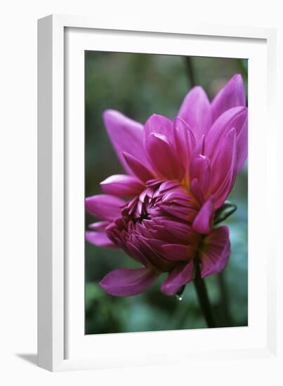 Dahlia 'Rosella'-Maxine Adcock-Framed Photographic Print