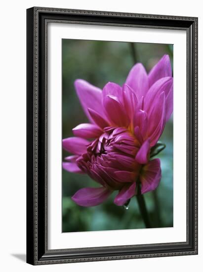 Dahlia 'Rosella'-Maxine Adcock-Framed Photographic Print