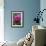 Dahlia 'Rosella'-Maxine Adcock-Framed Photographic Print displayed on a wall