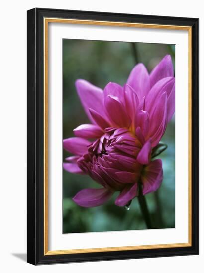 Dahlia 'Rosella'-Maxine Adcock-Framed Photographic Print