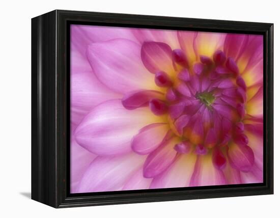 Dahlia, Sammamish, Washington, USA-Darrell Gulin-Framed Premier Image Canvas