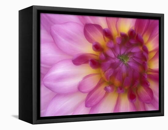 Dahlia, Sammamish, Washington, USA-Darrell Gulin-Framed Premier Image Canvas