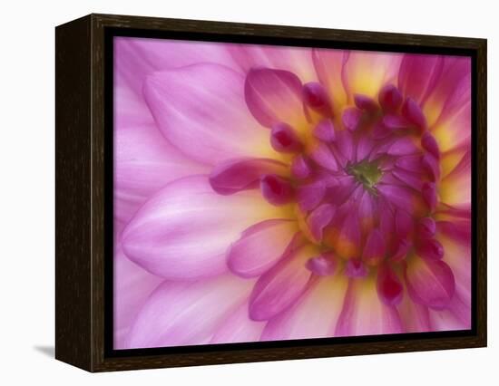 Dahlia, Sammamish, Washington, USA-Darrell Gulin-Framed Premier Image Canvas