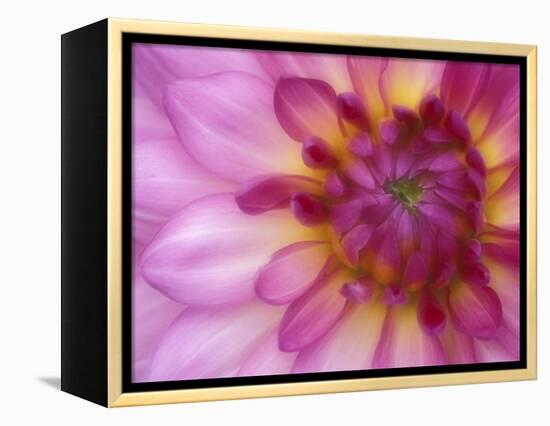 Dahlia, Sammamish, Washington, USA-Darrell Gulin-Framed Premier Image Canvas