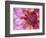 Dahlia, Sammamish, Washington, USA-Darrell Gulin-Framed Photographic Print