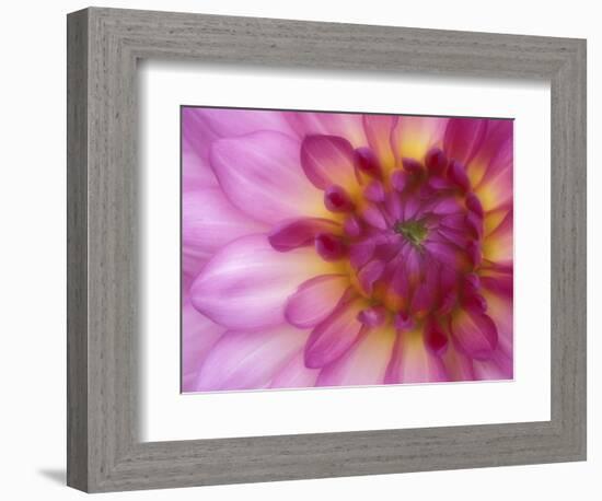 Dahlia, Sammamish, Washington, USA-Darrell Gulin-Framed Photographic Print