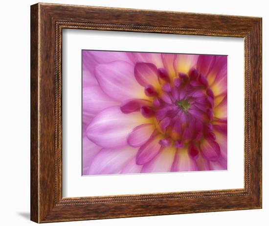 Dahlia, Sammamish, Washington, USA-Darrell Gulin-Framed Photographic Print