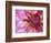 Dahlia, Sammamish, Washington, USA-Darrell Gulin-Framed Photographic Print