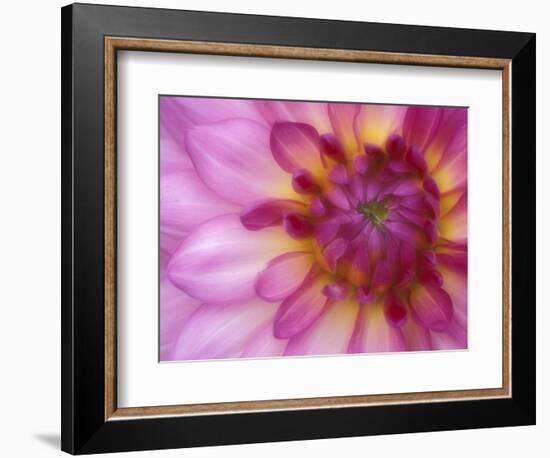 Dahlia, Sammamish, Washington, USA-Darrell Gulin-Framed Photographic Print