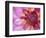 Dahlia, Sammamish, Washington, USA-Darrell Gulin-Framed Photographic Print