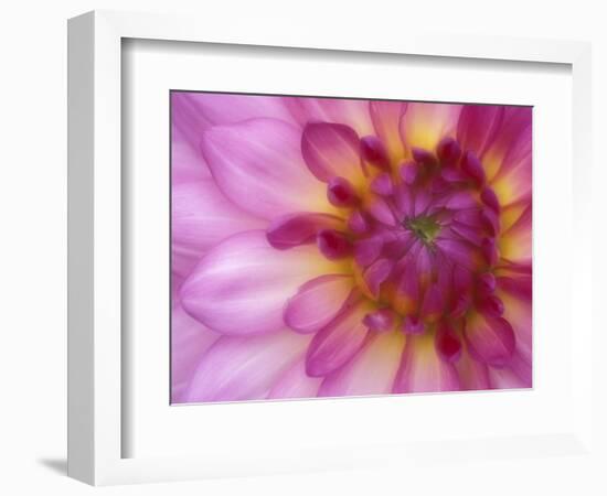 Dahlia, Sammamish, Washington, USA-Darrell Gulin-Framed Photographic Print