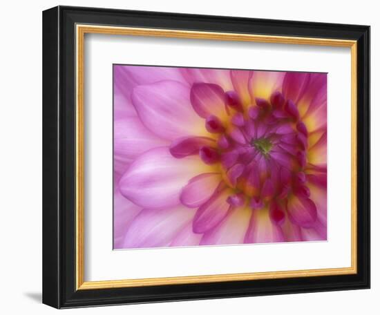 Dahlia, Sammamish, Washington, USA-Darrell Gulin-Framed Photographic Print