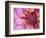 Dahlia, Sammamish, Washington, USA-Darrell Gulin-Framed Photographic Print