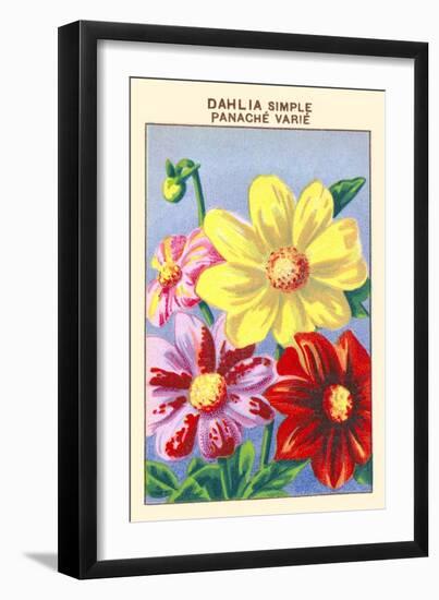 Dahlia Simple Panache Varie-null-Framed Art Print