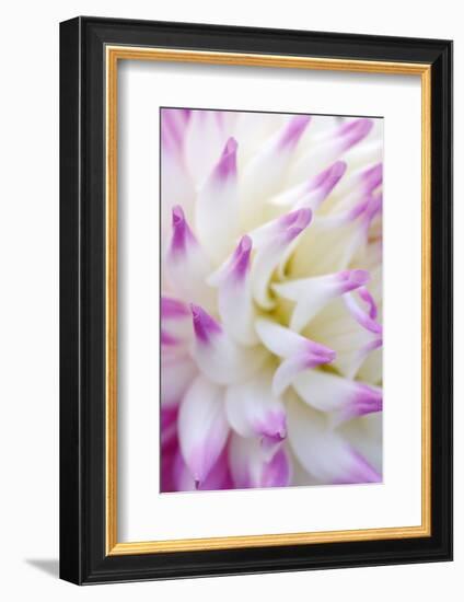 Dahlia, Sort 'April Dawn'-Herbert Kehrer-Framed Photographic Print