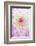 Dahlia, Sort 'April Dawn'-Herbert Kehrer-Framed Photographic Print