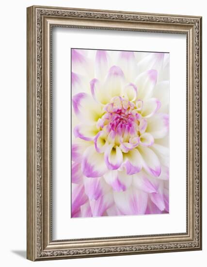 Dahlia, Sort 'April Dawn'-Herbert Kehrer-Framed Photographic Print