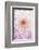 Dahlia, Sort 'April Dawn'-Herbert Kehrer-Framed Photographic Print