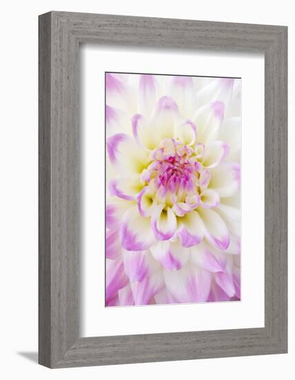 Dahlia, Sort 'April Dawn'-Herbert Kehrer-Framed Photographic Print