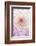 Dahlia, Sort 'April Dawn'-Herbert Kehrer-Framed Photographic Print