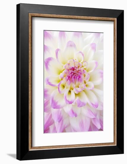 Dahlia, Sort 'April Dawn'-Herbert Kehrer-Framed Photographic Print