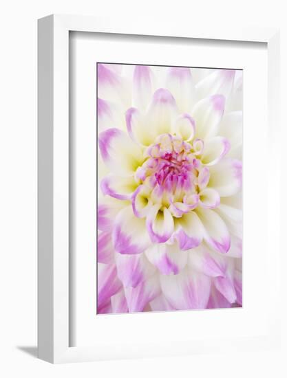 Dahlia, Sort 'April Dawn'-Herbert Kehrer-Framed Photographic Print