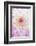 Dahlia, Sort 'April Dawn'-Herbert Kehrer-Framed Photographic Print