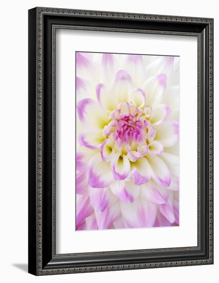 Dahlia, Sort 'April Dawn'-Herbert Kehrer-Framed Photographic Print