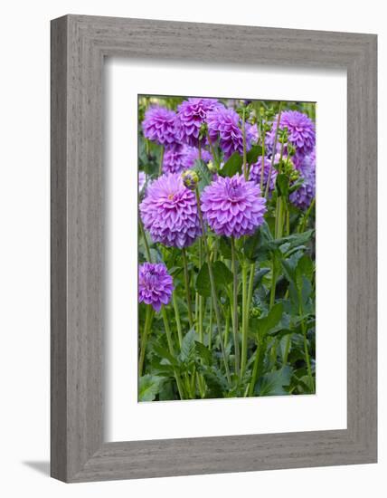 Dahlia, Sort 'Birju'-Herbert Kehrer-Framed Photographic Print