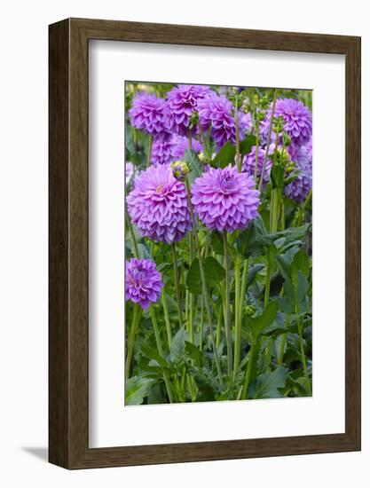 Dahlia, Sort 'Birju'-Herbert Kehrer-Framed Photographic Print