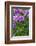 Dahlia, Sort 'Birju'-Herbert Kehrer-Framed Photographic Print