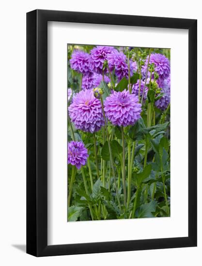 Dahlia, Sort 'Birju'-Herbert Kehrer-Framed Photographic Print