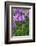 Dahlia, Sort 'Birju'-Herbert Kehrer-Framed Photographic Print